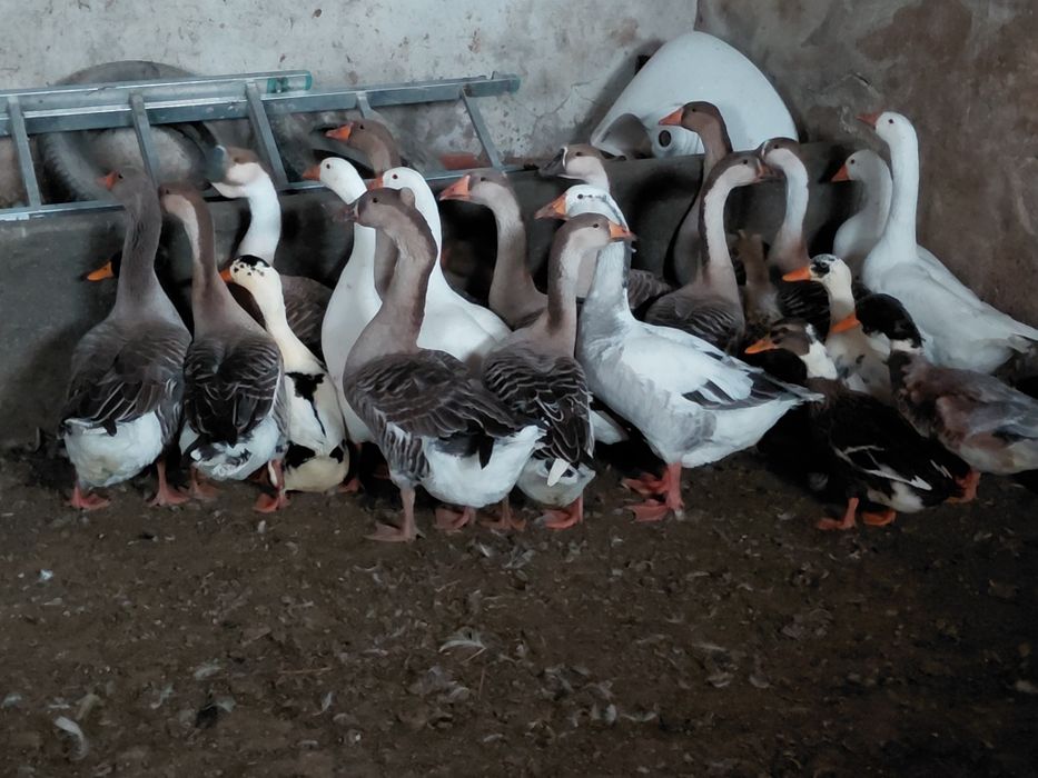 Vand boboci de gasca