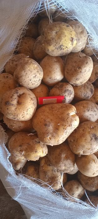На Реализации картофель сорт Коломбо