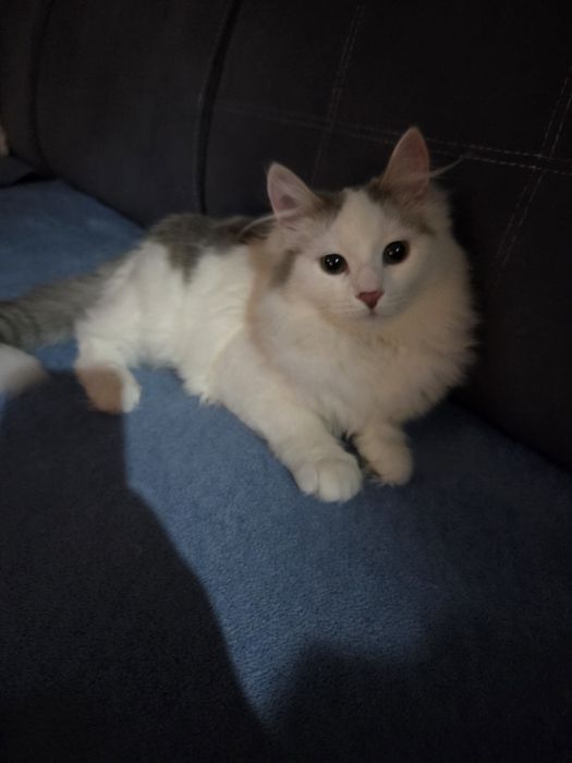 Киса ищет любящую семью.