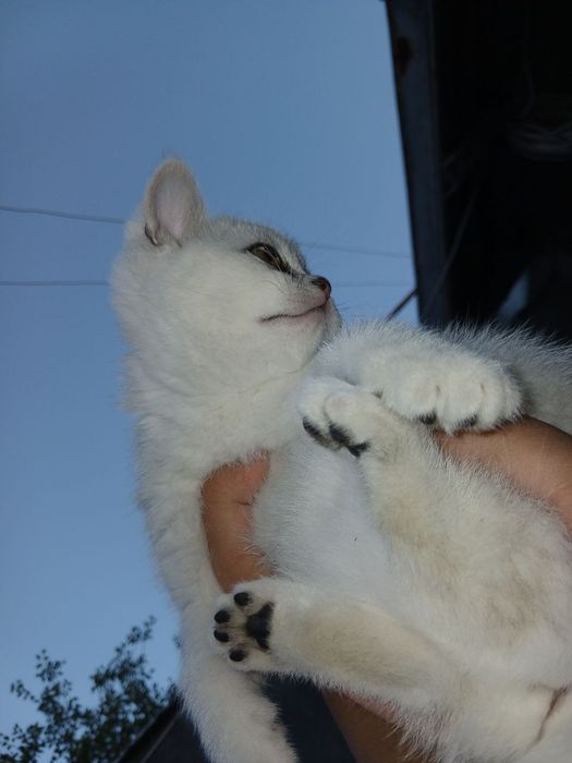 Serebristiy shinshilla qiz