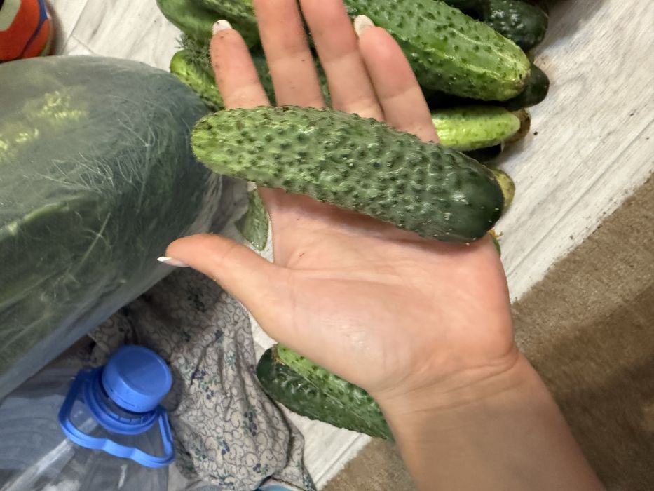 Продаю Огурцы дачные