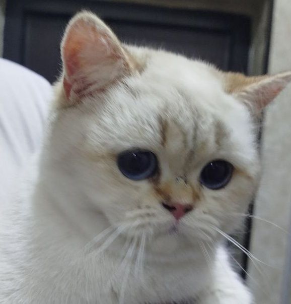 Отдам бесплатно котёнка