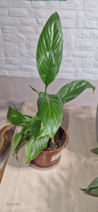 Срочно срочно продам Дёшево СРОЧНО СРОЧ