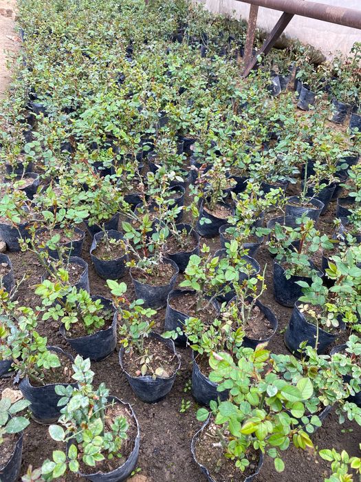 Gul ko’chatlari, gul urug’lari, gullar turli xil turdagi gul ko’chatla