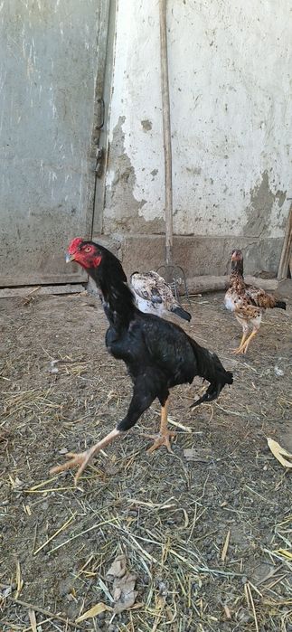 Jujalar maydi oxirida chiqqan hamma joyi sog 600000 mingdan