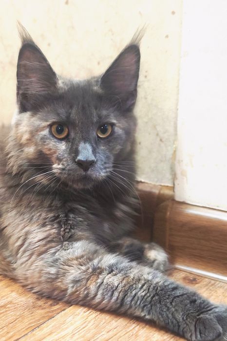 Мейн Кун девочки