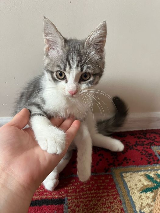 продается кошка домашняя