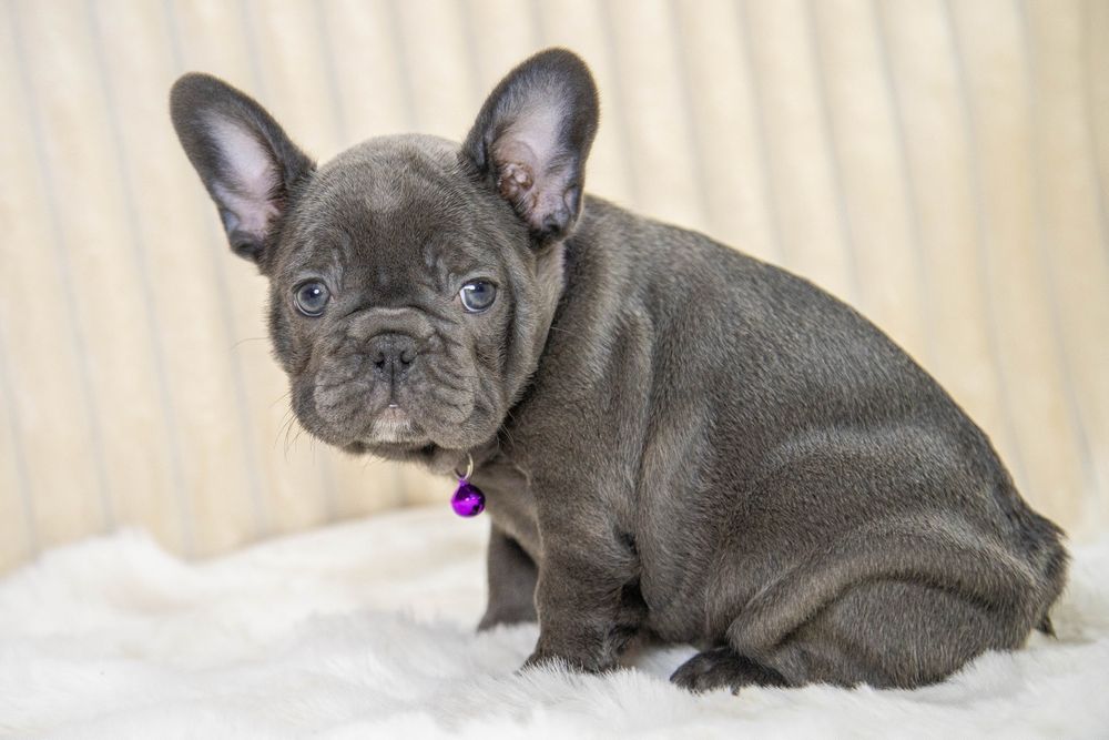 bulldog francez blue