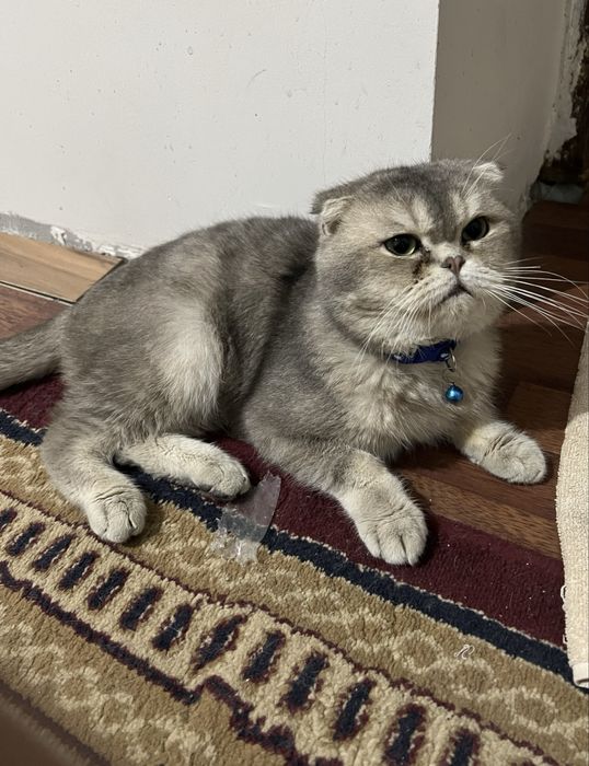 Скоттиш фолд Вязкага бор