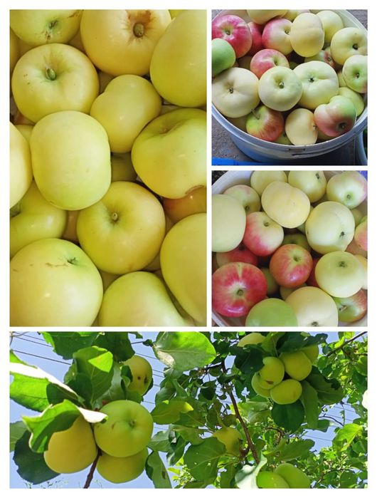 Домашний натуральный яблочный уксус