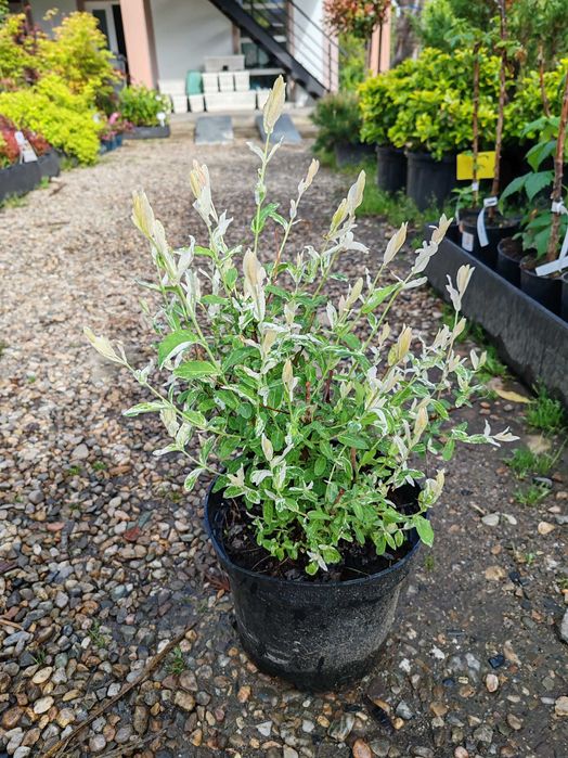 salcie japoneza la ghiveci tufa sau pom