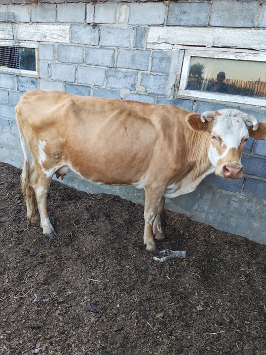 Продам дойных коров