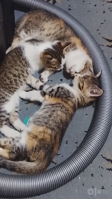 Отдаю милых котят