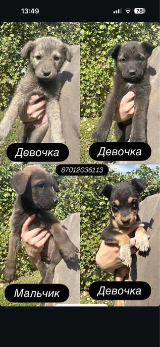 Отдам щенков в добрые руки.