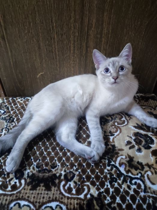 Котёнок мальчик 4,5 месяца