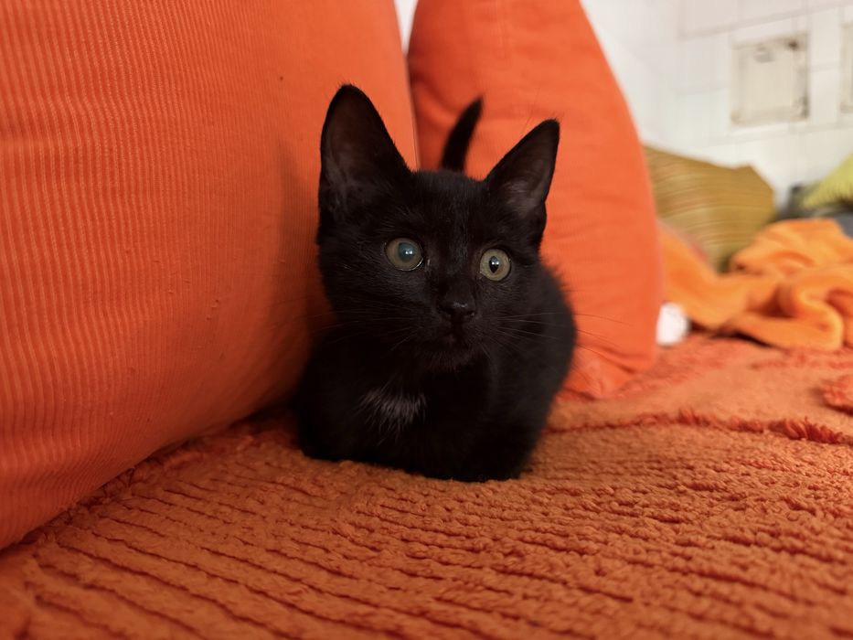 Подарявам коте.