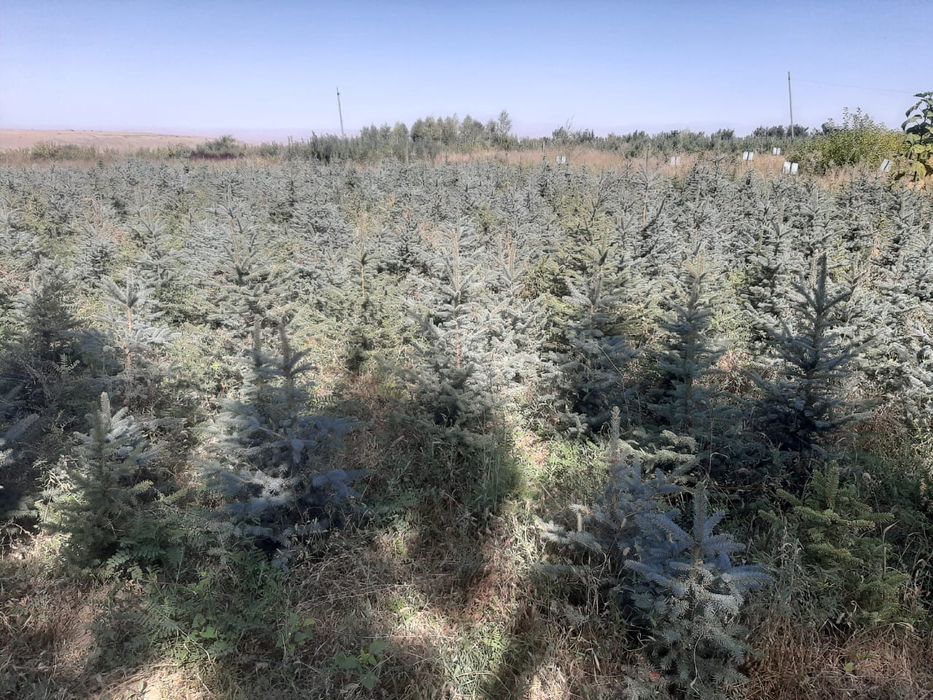 Голубая Ель и Ассорти