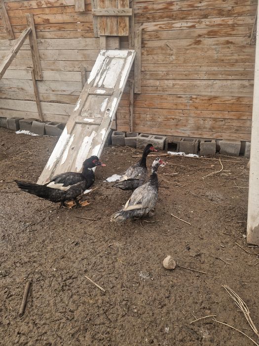 Индоутки  лавандовые