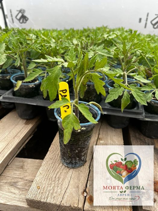 Разсад - домат, пипер, краставици