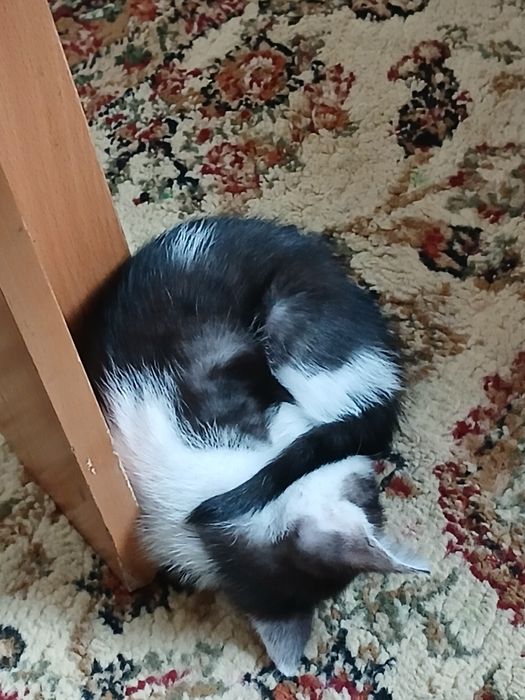 Отдам кошку в добрые руки