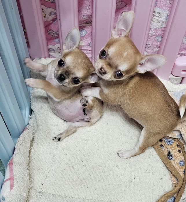 Чихуахуашки миники