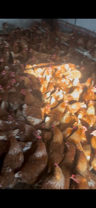 Ломан брауын сатылады