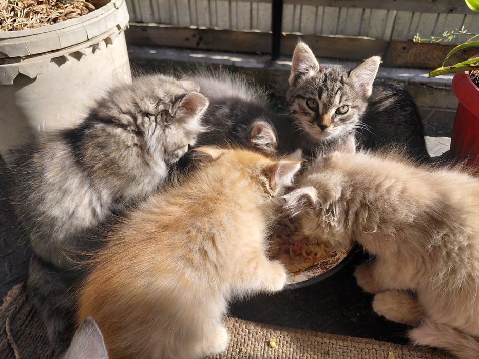 Отдам котят в хорошие руки