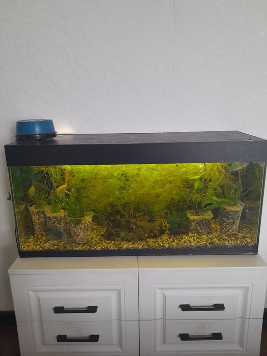 Продам аквариумное растение