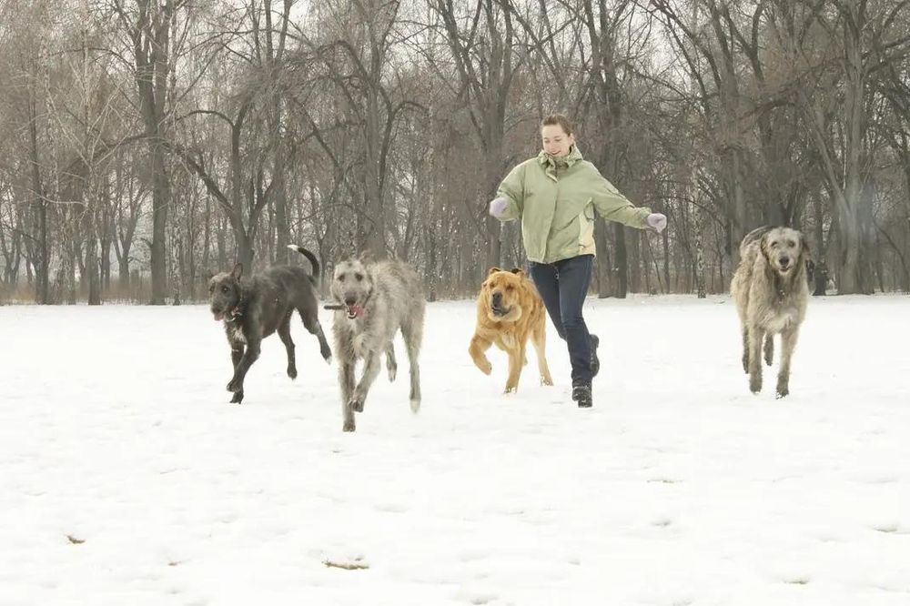 Ирландский волкодав