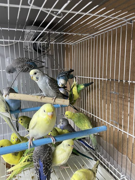 Продам попугаев волнистых