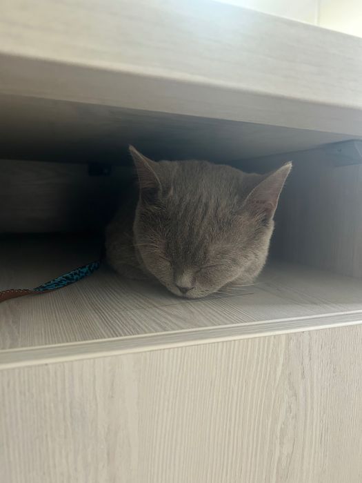 Скотиш 4 серых котят