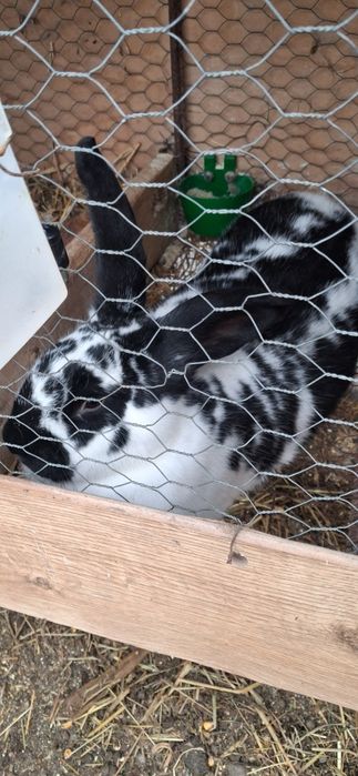 Iepuroaica fluture german