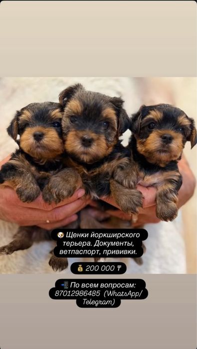Продам щенков ,йоркшерских терьеров.Две девочки и один мальчик.Красивы