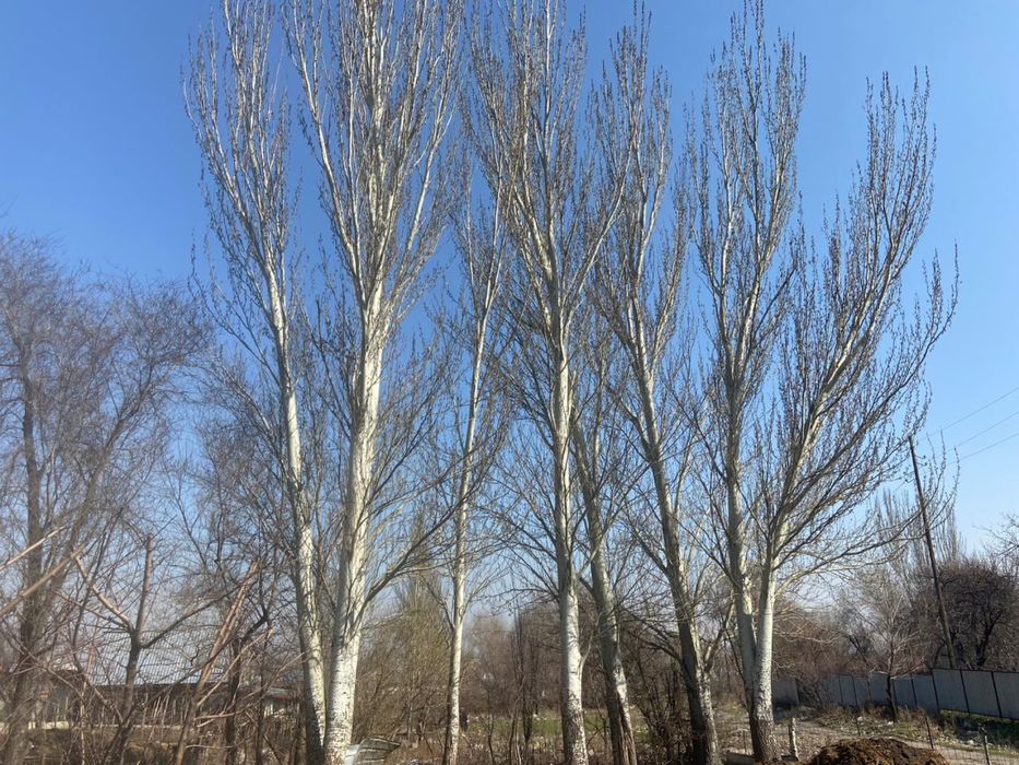 Продам деревья на материал