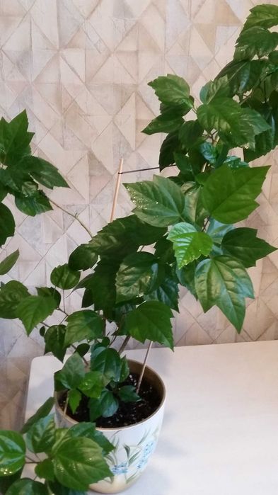 Продаю гибискус красный шикарный недорого