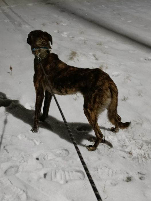 Качественный выгул собак!