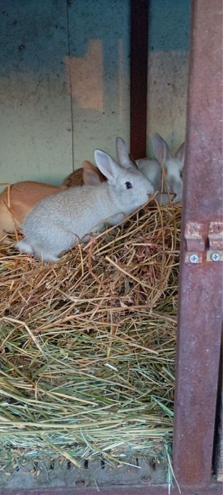 Кролики породы ФЛАНДР