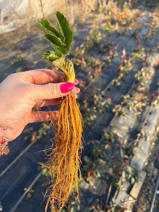 Capsuni remontate Albion Transport Gratuit  Bucuresti  ilfov