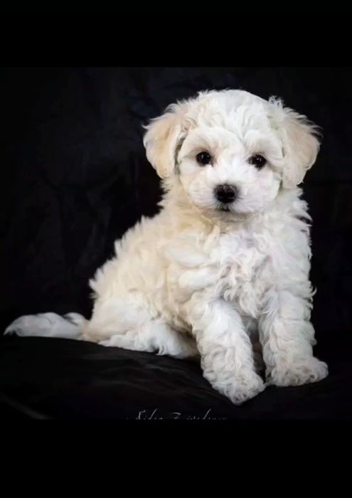 Продажа  Бишон фризе