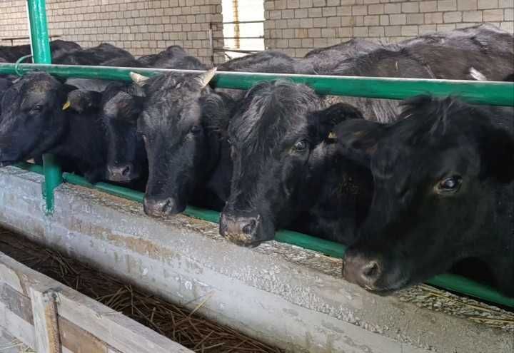 В продаже Телята бычки
