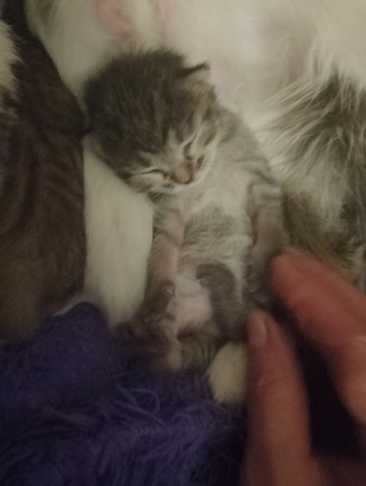 Отдам котят в добрые руки