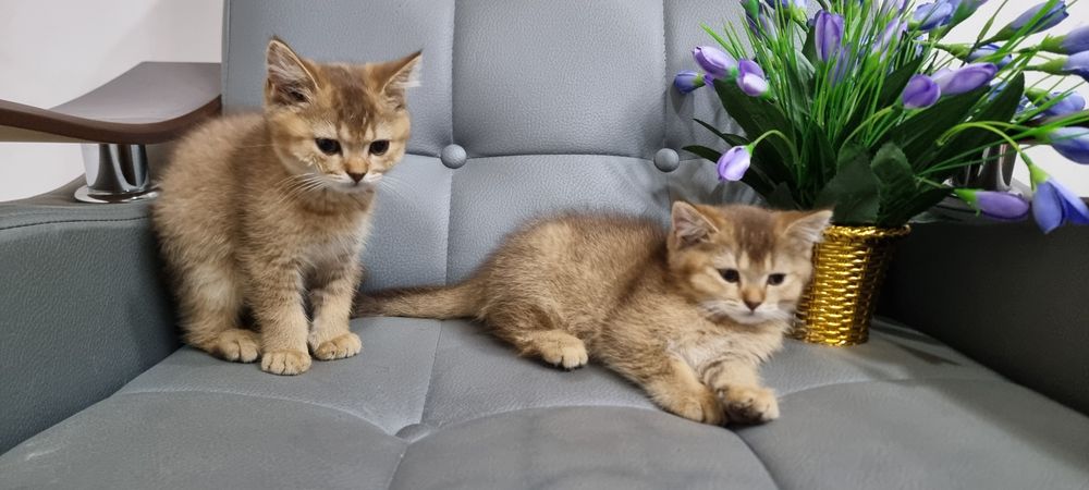 Продается чистокровные британская золатая шиншилла