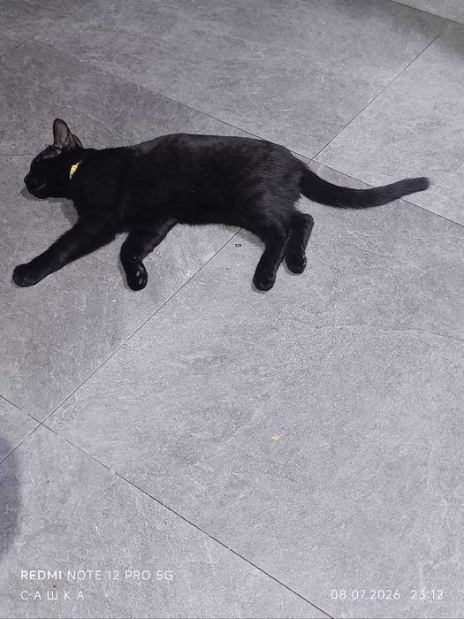 Отдам котика в хорошие руки