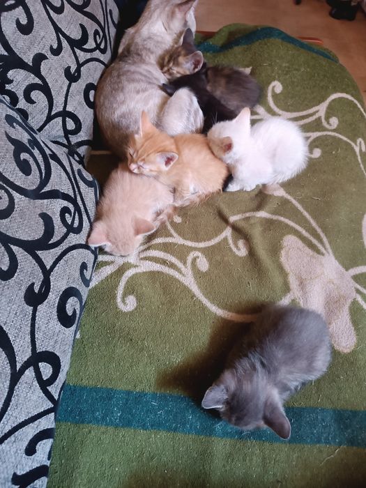 Отдам котят в хорошие руки