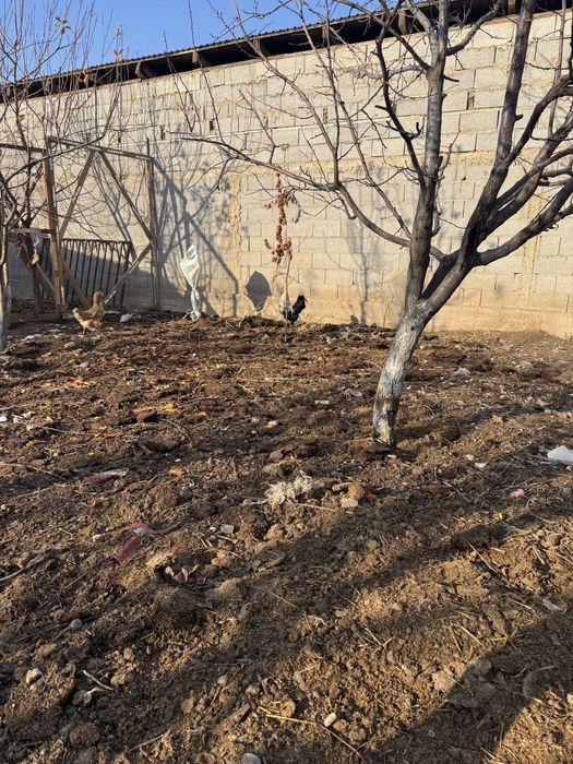 Прадаётся петухи!