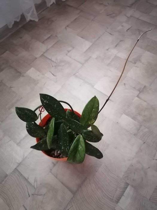 Дебела Мара и красиво Восъче!