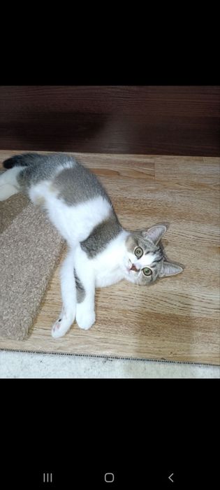 Scottish strayt devochka