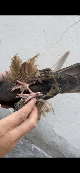 Голуби Гульсарка и бурая (майля)