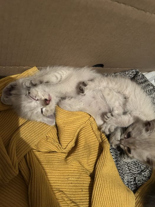 Отдадим котят в добрые руки