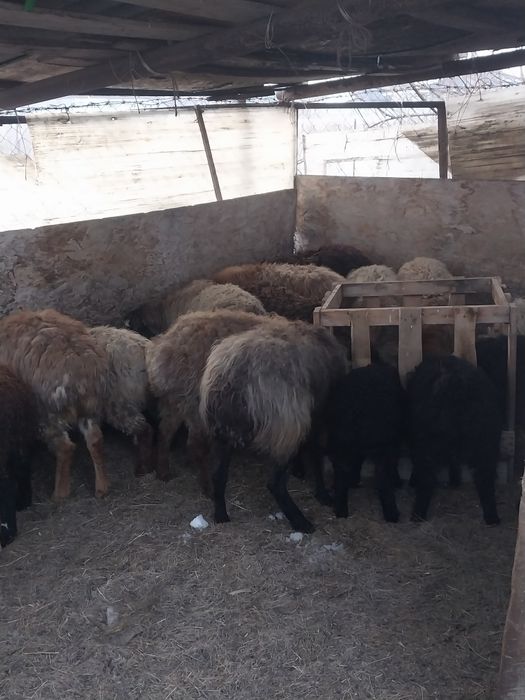 Продам  овец с ягнятами